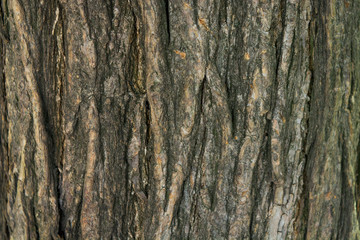 bark of a Sophora japonica tree