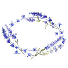 Fototapeta na wymiar Violet lavender. Floral botanical flower. Wild spring leaf wildflower isolated. Aquarelle wildflower for background, texture, wrapper pattern, frame or border.