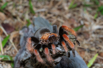 Mexican Fireleg (Brachypelma boehmei) the beautiful tarantula stays on wooden branch in nature background. Selective focus.
