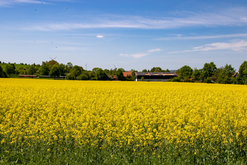 Obraz premium Gelb blühendes Rapsfeld unter klarem blauen Himmel in einer Landschaft