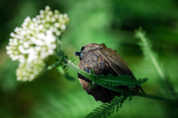 Large Butterfly, Moth Gastropacha Quercifolia, The Lappet Sits On Green Stem. Close-Up. Macro.