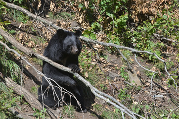 Himalayan bear in the forest on Far East, Russia