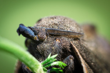 Large Butterfly, Moth Gastropacha Quercifolia, The Lappet Sits On Green Stem. Close-Up. Macro.