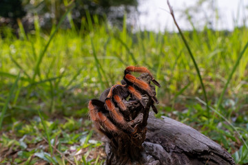 Mexican Fireleg (Brachypelma boehmei) the beautiful tarantula stays on wooden branch in nature background. Selective focus.