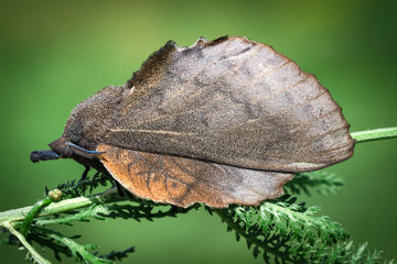 Large Butterfly, Moth Gastropacha Quercifolia, The Lappet Sits On Green Stem. Close-Up. Macro.