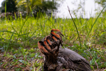 Mexican Fireleg (Brachypelma boehmei) the beautiful tarantula stays on wooden branch in nature background. Selective focus.
