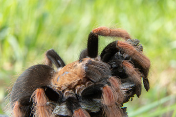 Mexican Fireleg (Brachypelma boehmei) the beautiful tarantula stays on wooden branch in nature background. Selective focus.
