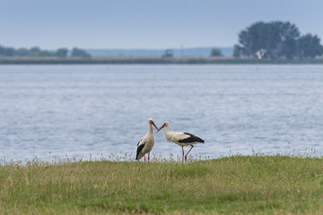 White storks (ciconia) are walking by the lake