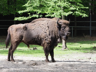Cruel european bison stands alone on sandy ground in enclosure at city of Pszczyna in Poland © Jakub Korczyk