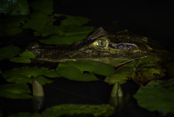 Spectacled caiman - Caiman crocodilus, common crocodile from New World, Costa Rica.