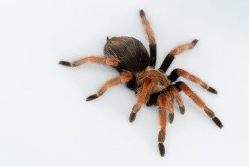 Mexican Fireleg (Brachypelma boehmei) the beautiful tarantula on white background isolated. Selective focus.