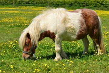 Naklejka na ściany i meble Shetland pony, U.K. Horse on a Spring pasture.