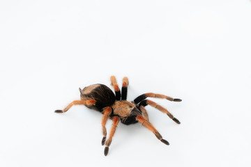 Mexican Fireleg (Brachypelma boehmei) the beautiful tarantula on white background isolated. Selective focus.
