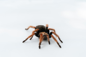 Mexican Fireleg (Brachypelma boehmei) the beautiful tarantula on white background isolated. Selective focus.