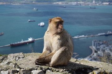 Monkey with a view