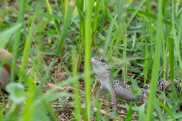 Adorable leopard gecko morph mack snow (Eublepharis macularius) on ground, grass, nature background. Selective focus.