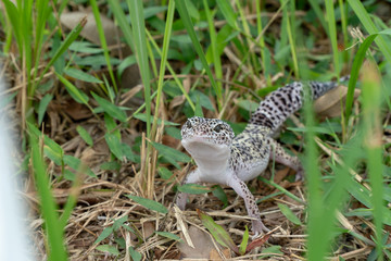 Adorable leopard gecko morph mack snow (Eublepharis macularius) on ground, grass, nature...