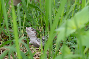 Adorable leopard gecko morph mack snow (Eublepharis macularius) on ground, grass, nature background. Selective focus.