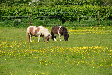 Shetland ponies, U.K.
Horses in a Spring pasture.
