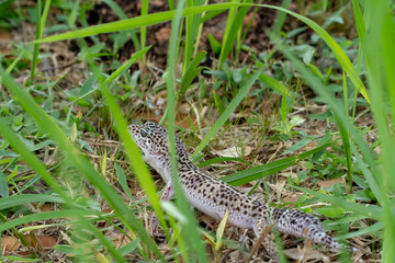 Adorable leopard gecko morph mack snow (Eublepharis macularius) on ground, grass, nature background. Selective focus.