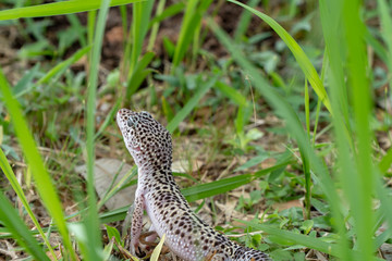Adorable leopard gecko morph mack snow (Eublepharis macularius) on ground, grass, nature background. Selective focus.