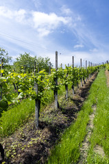Fototapeta na wymiar Vineyard in Italian valley, in a sunny day