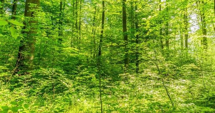 For&ecirc;t de Compi&egrave;gne