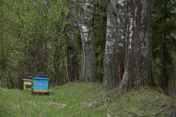 apiary in the distant wood