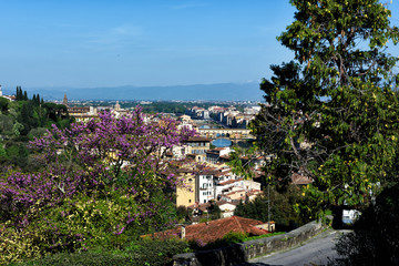 Obraz premium Colors flowers spring from Florence / Lovely Nature