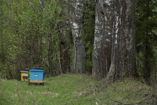 apiary in the distant wood