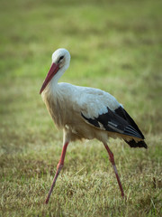 Storch auf der Wiese