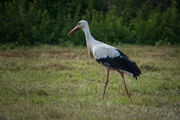 Storch auf Nahrungssuche