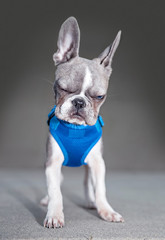 cute french bulldog puppy sitting in front of a stone wall