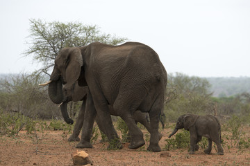 Eléphant d'Afrique, adulte et jeune, loxodonta africana, African elephant, Parc national Kruger, Afrique du Sud