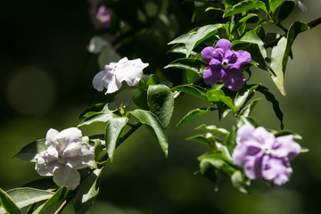 Close up of Brunfelsia uniflora flower