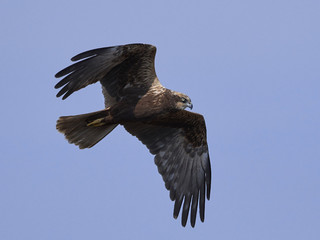 Western marsh harrier (Circus aeruginosus)