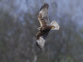 Western marsh harrier (Circus aeruginosus)