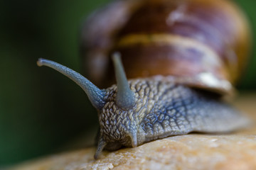 Schnecke