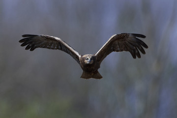 Western marsh harrier (Circus aeruginosus)