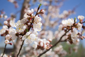 bloom