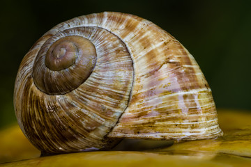 Schnecke