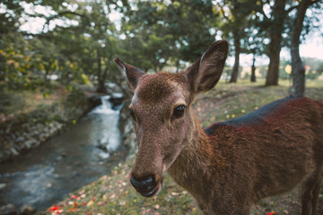 Obraz premium Sacred Sika deers Nara Park forest, Japan