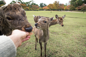 Sacred Sika deers Nara Park forest, Japan