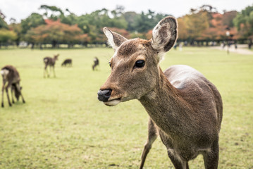 Sacred Sika deers Nara Park forest, Japan