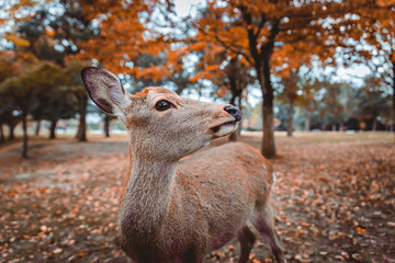 Sacred Sika deers Nara Park forest, Japan