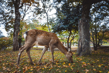 Sacred Sika deers Nara Park forest, Japan
