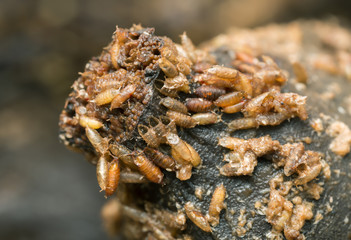 Larvae and pupa in banana of common fruit fly, Drosophila melanogaster