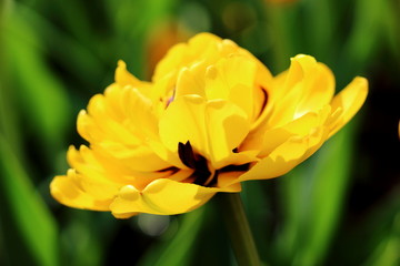 Terry lush yellow tulip in the garden. Selective focus
