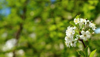 Branch of bloomed cherry on blurred green background