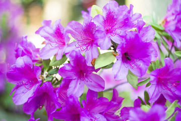 Beautiful Rhododendron flowers. Pattern